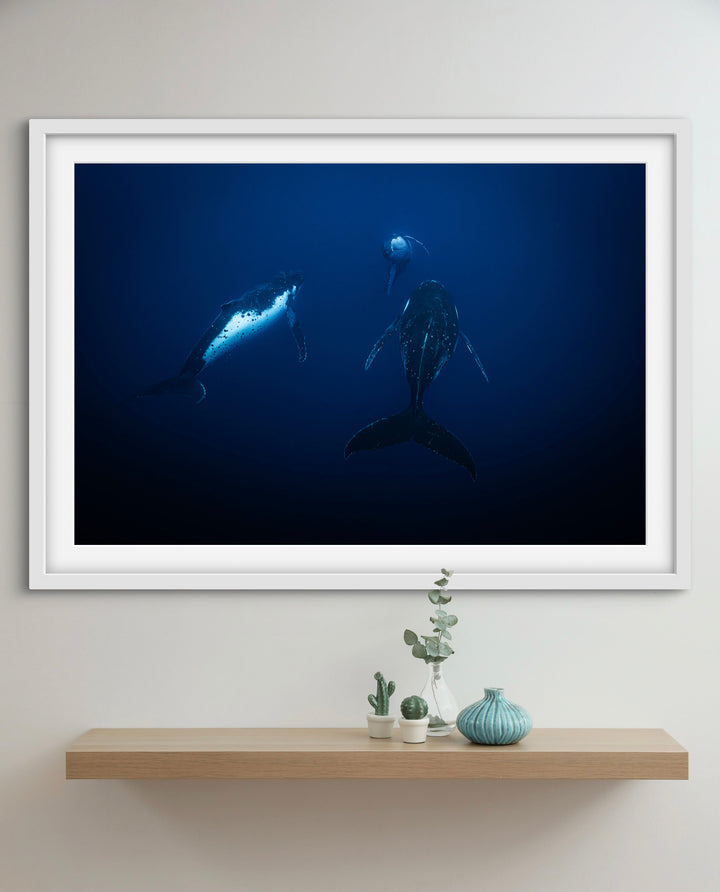 humpback whale 4