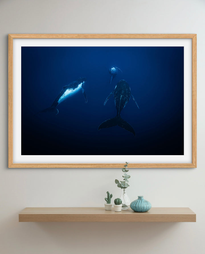 humpback whale 4