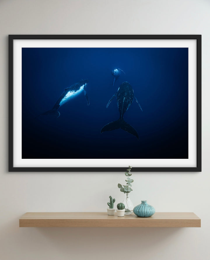 humpback whale 4