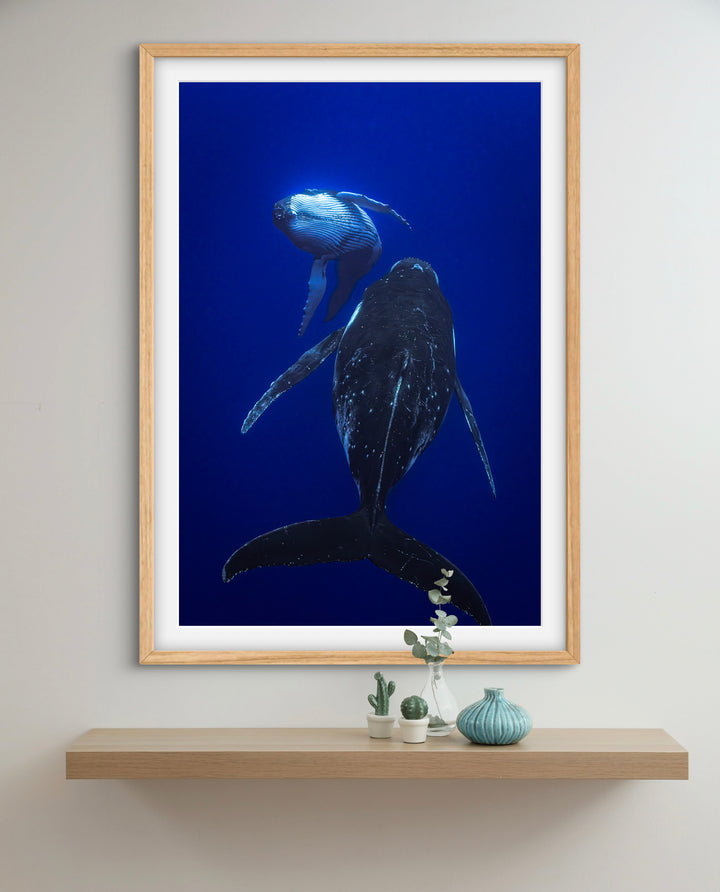 humpback whale 3