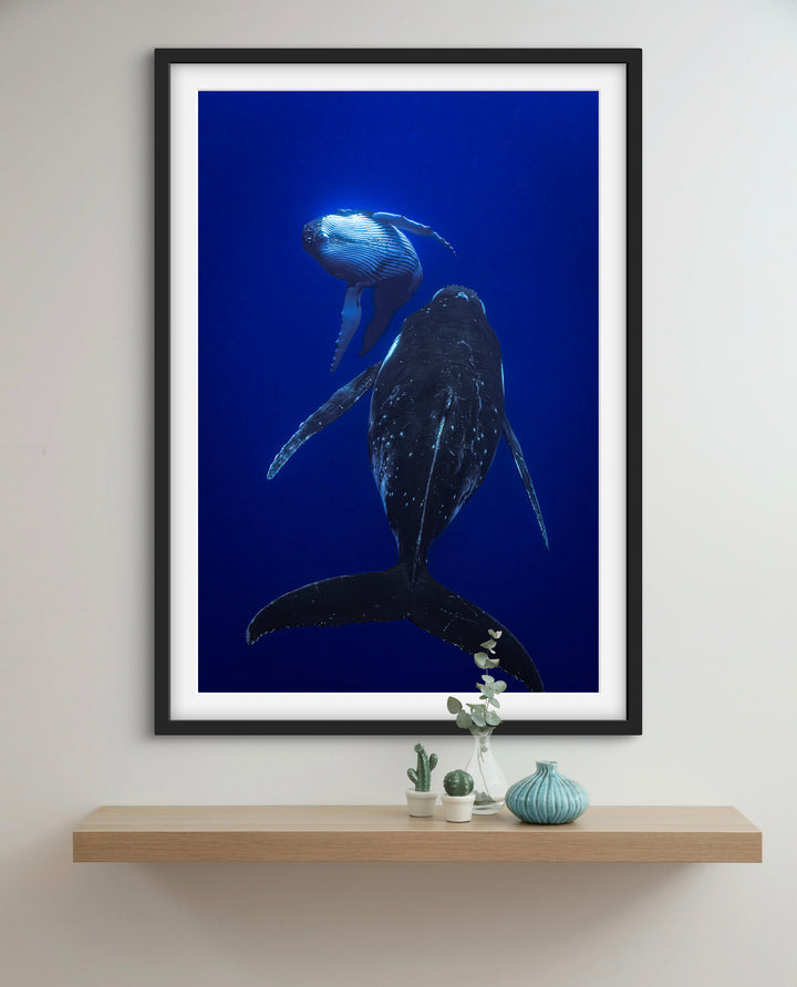 humpback whale 3