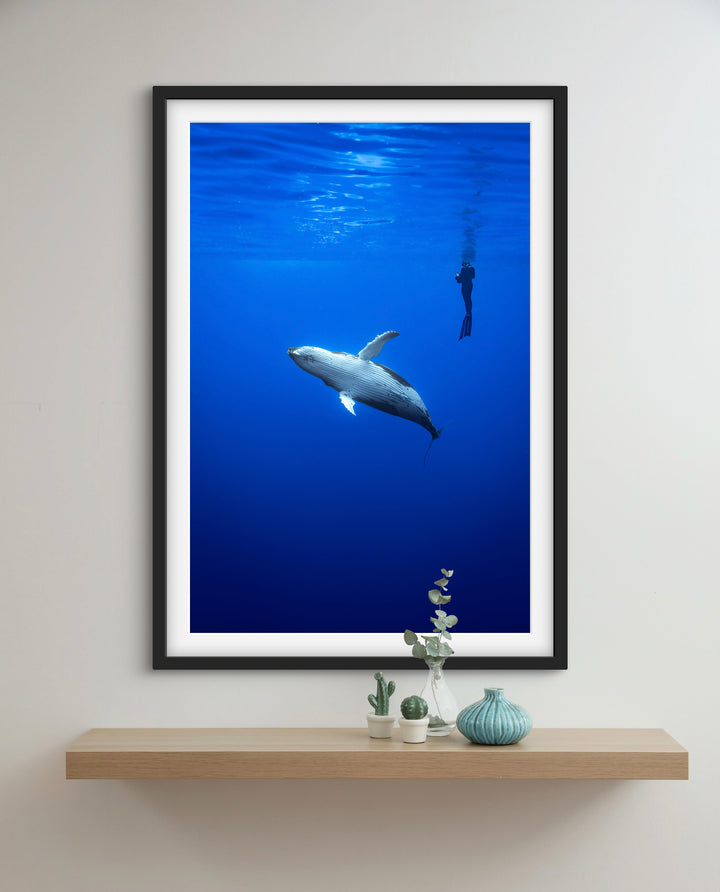 humpback whale 2