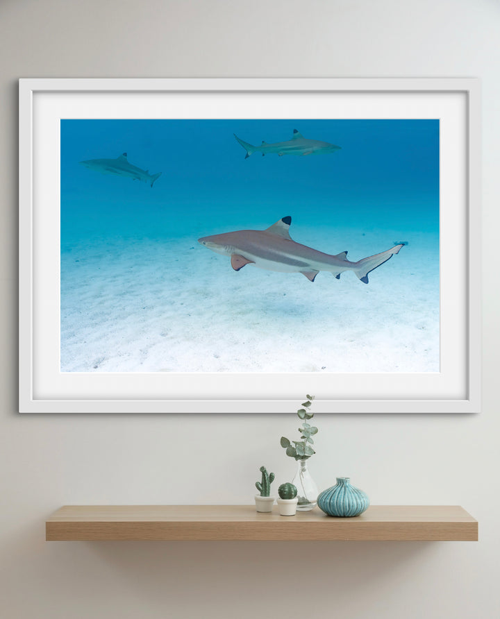 tres shark