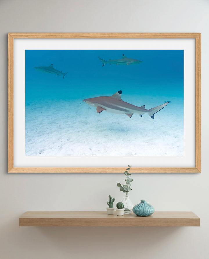 tres shark