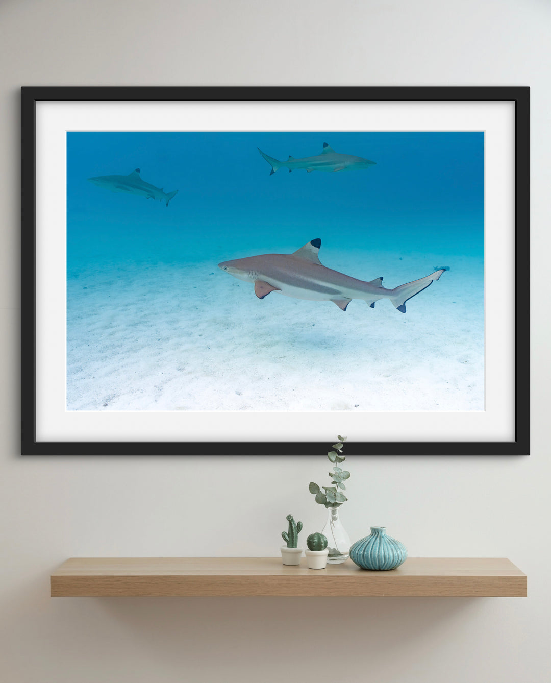 tres shark