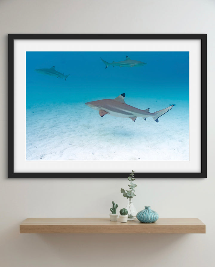tres shark