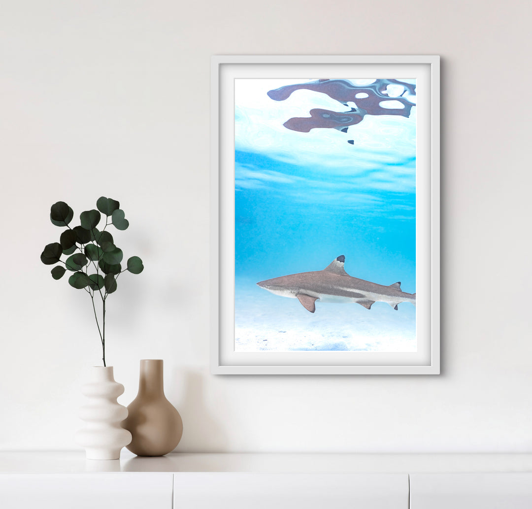 black tip