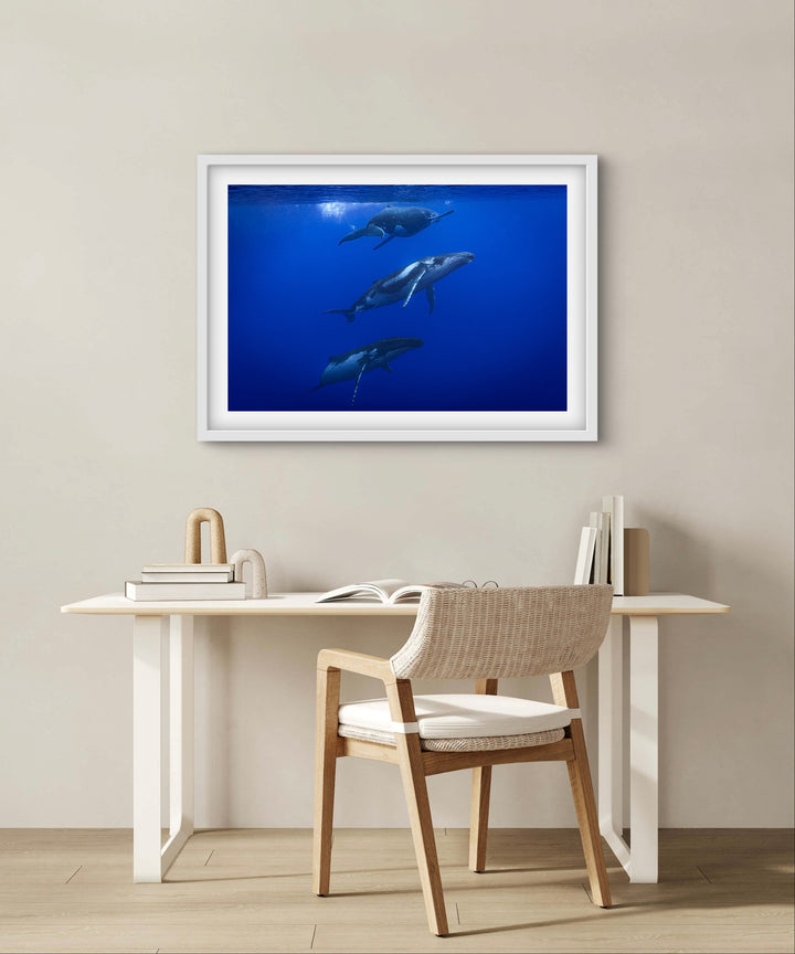 humpback whale 9