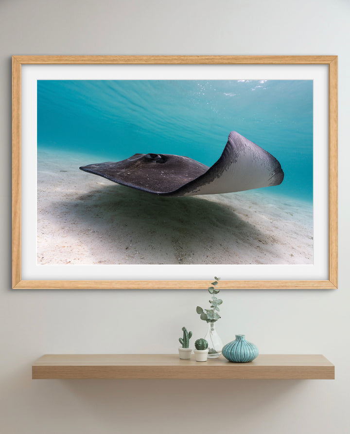 ray5