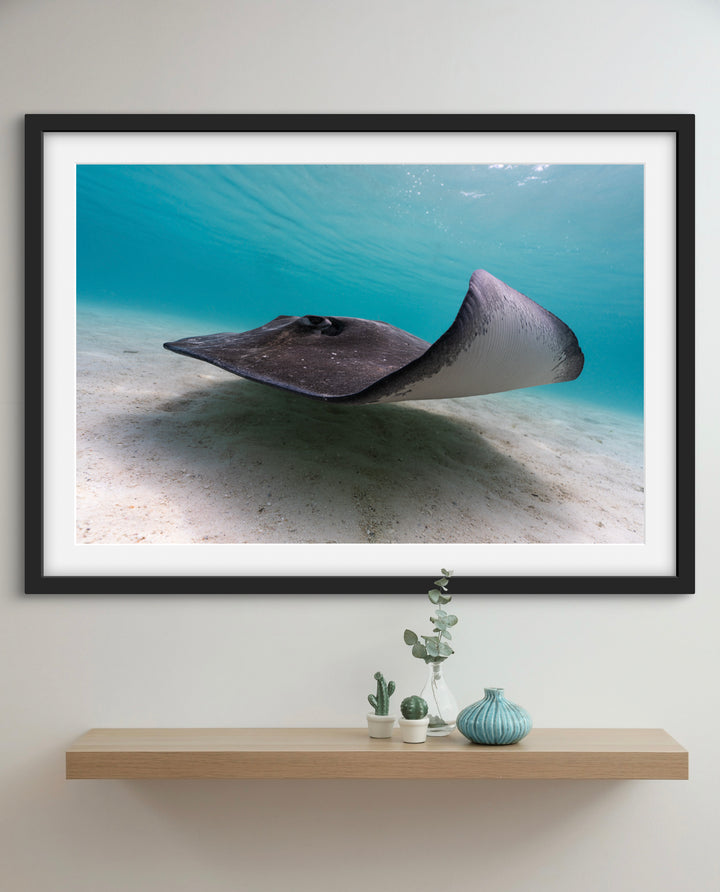 ray5