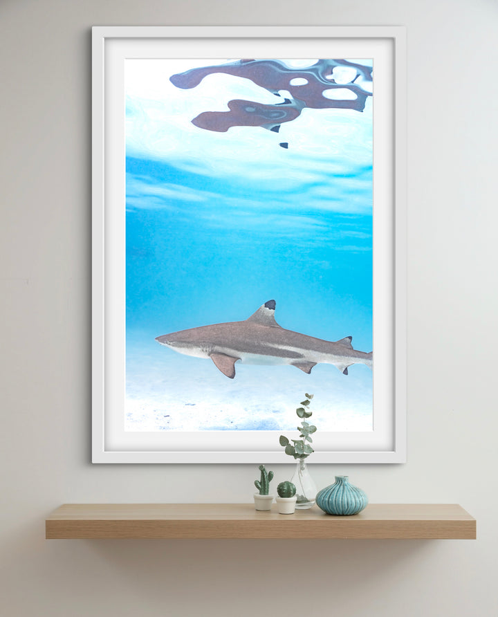 black tip
