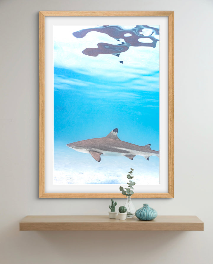black tip