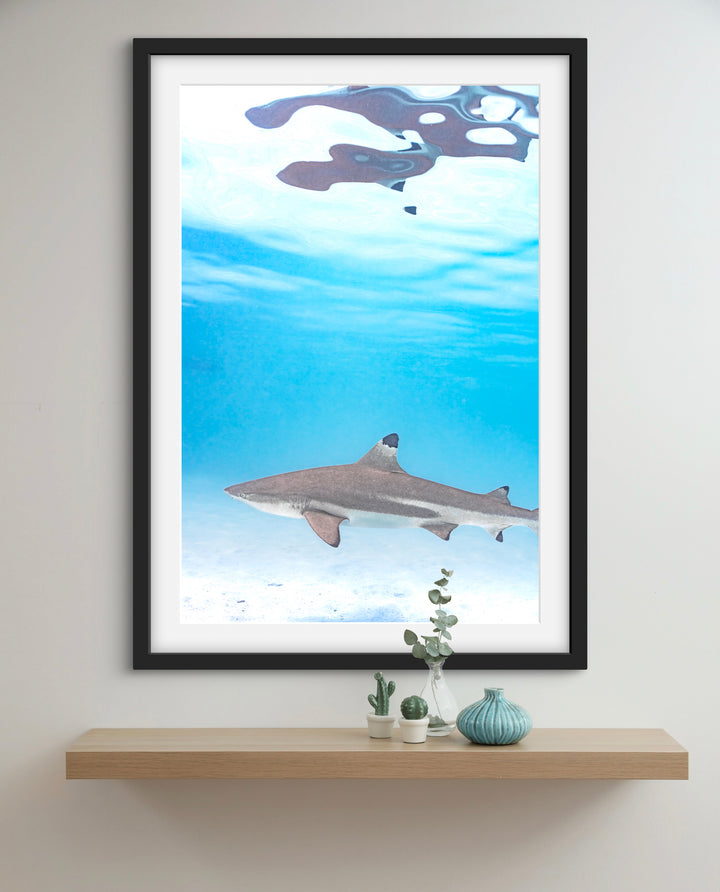 black tip