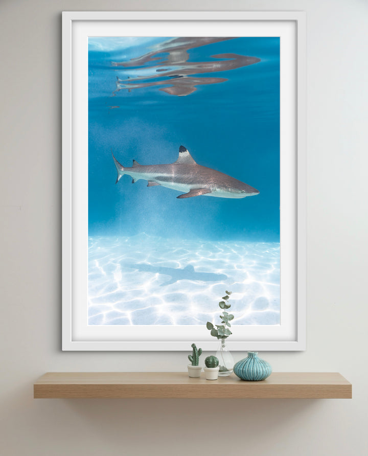 black tip 1