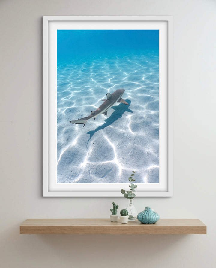 black tip 5