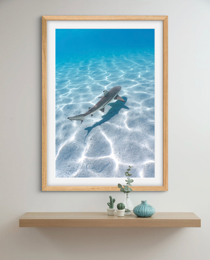 black tip 5