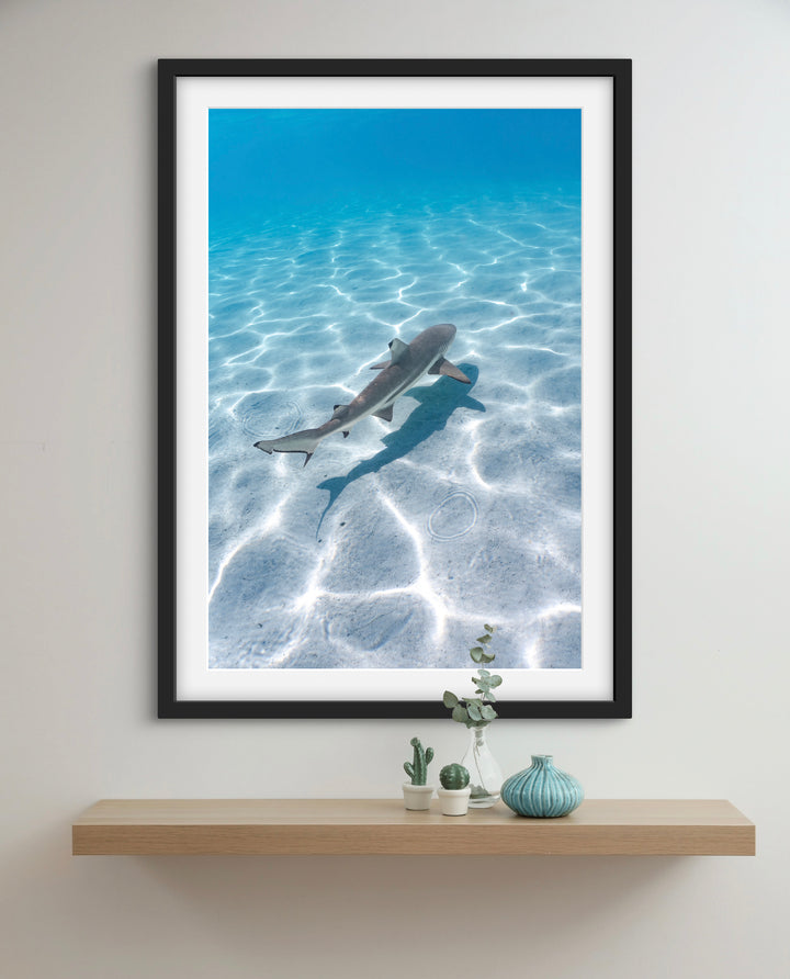 black tip 5