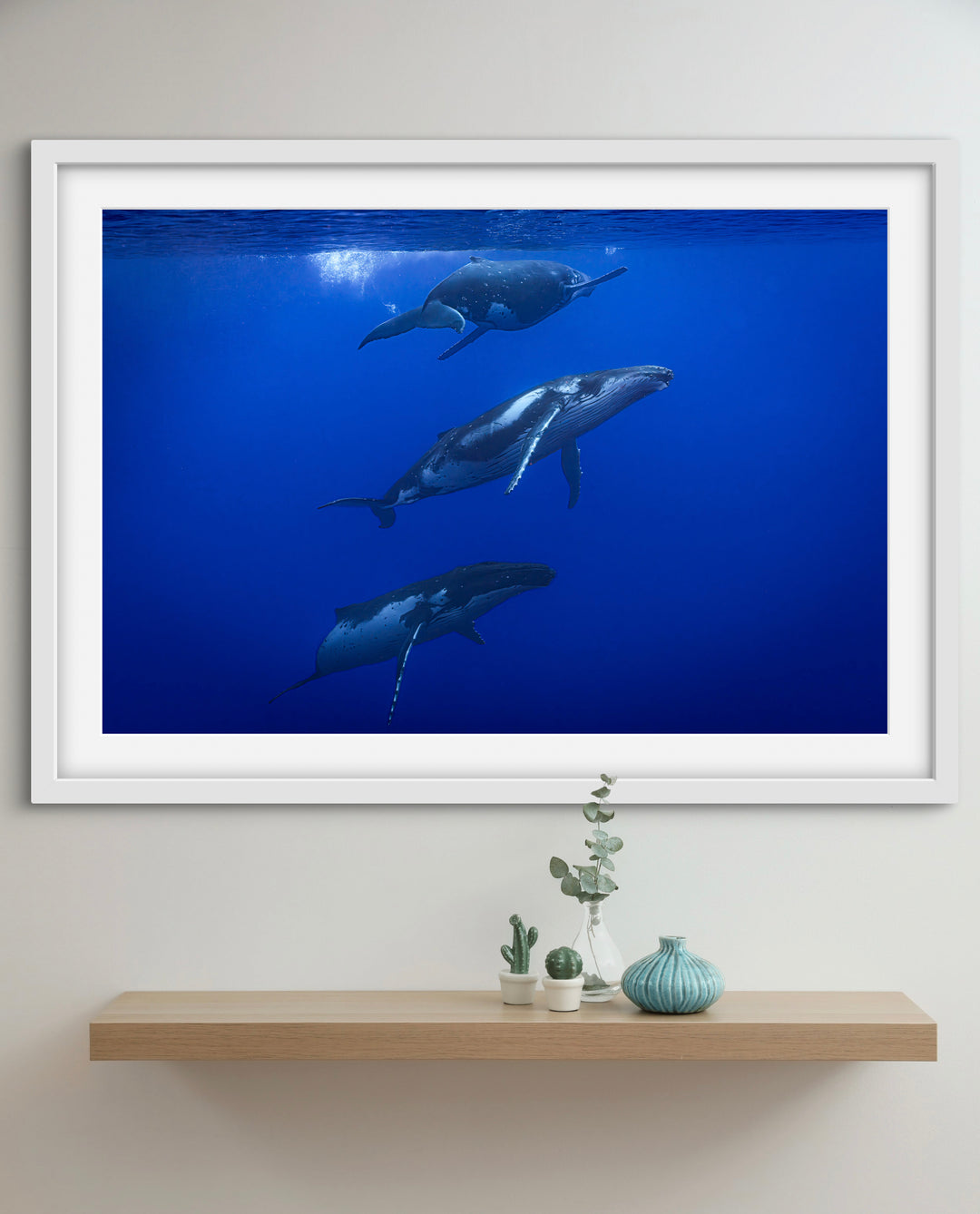 humpback whale 9