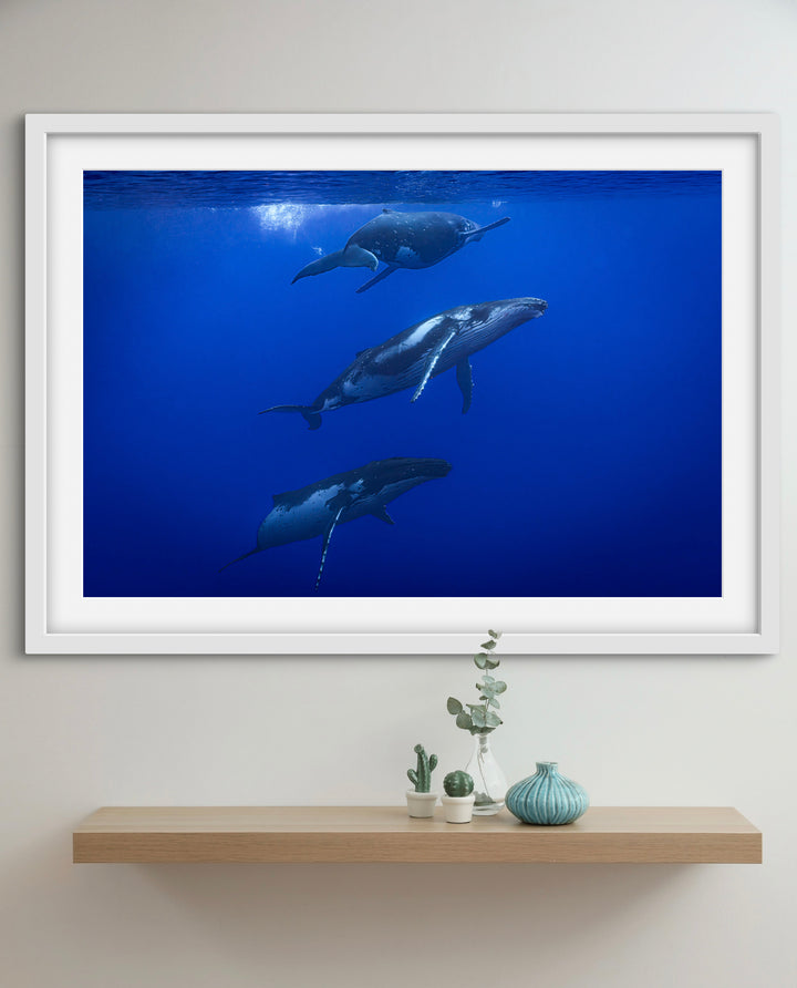 humpback whale 9