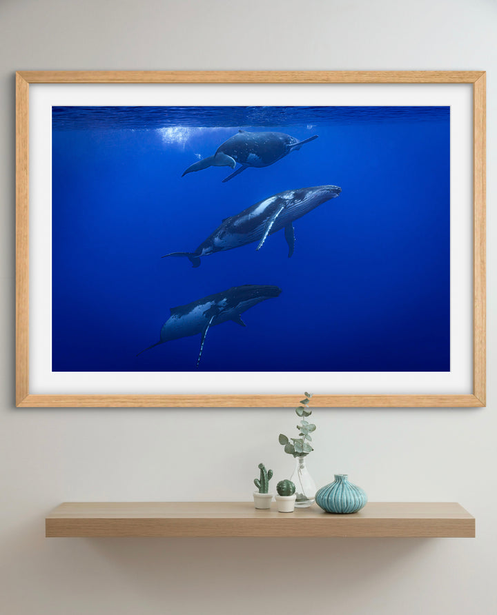 humpback whale 9