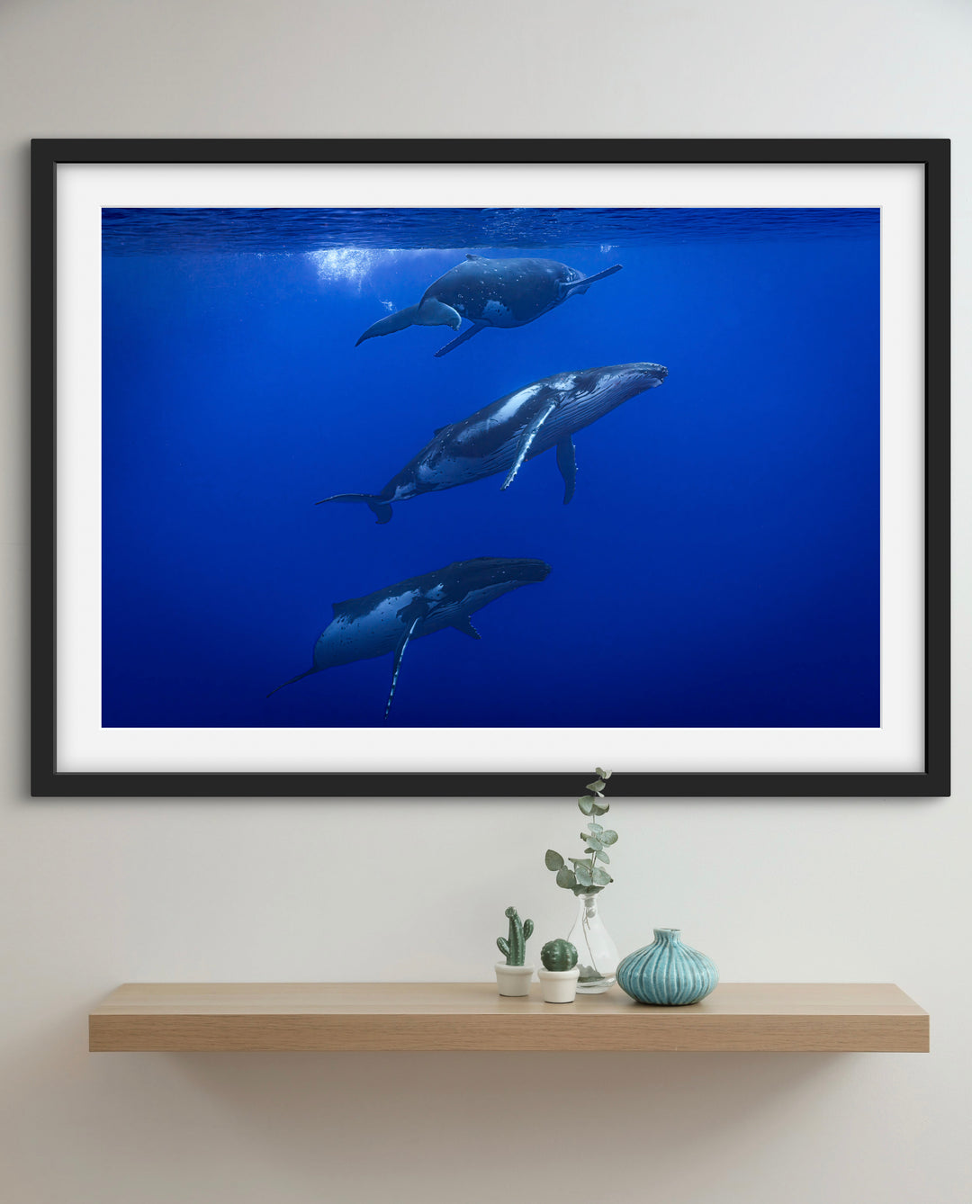 humpback whale 9
