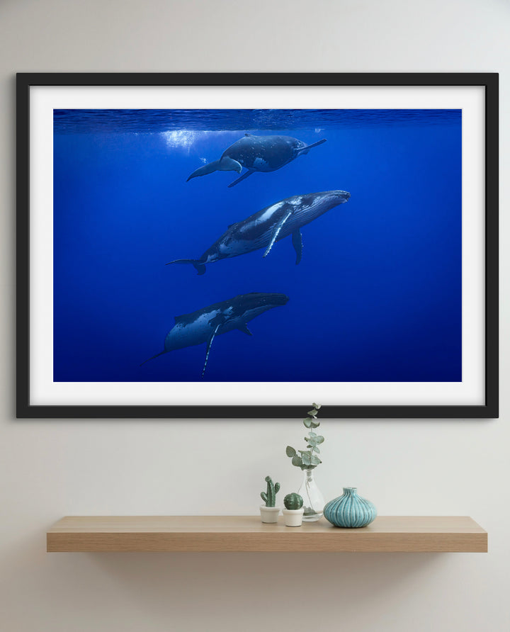 humpback whale 9
