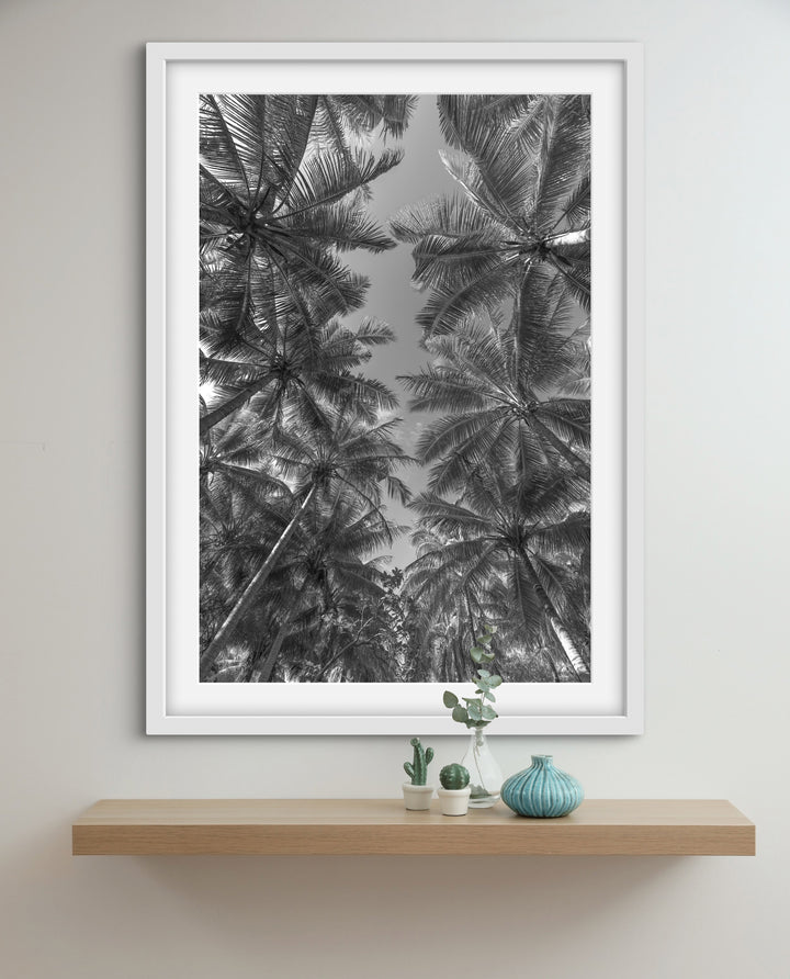 palms 1