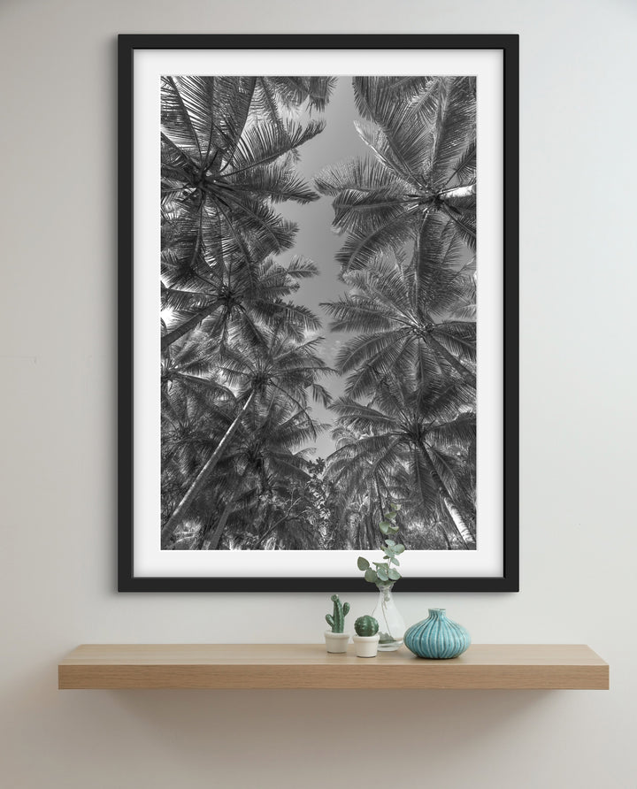 palms 1