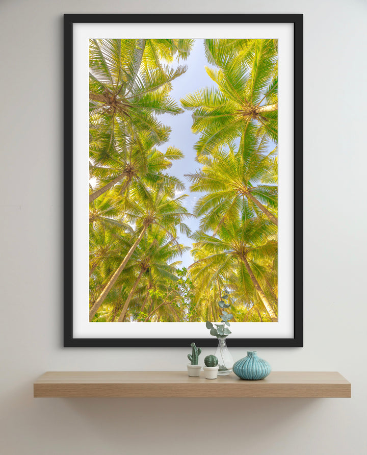 palms 2