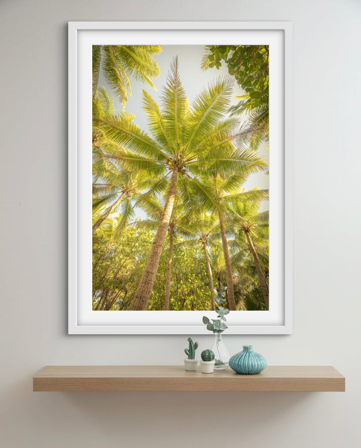 palms 4