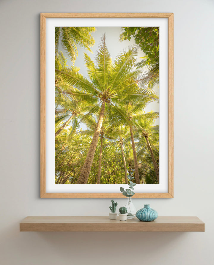 palms 4