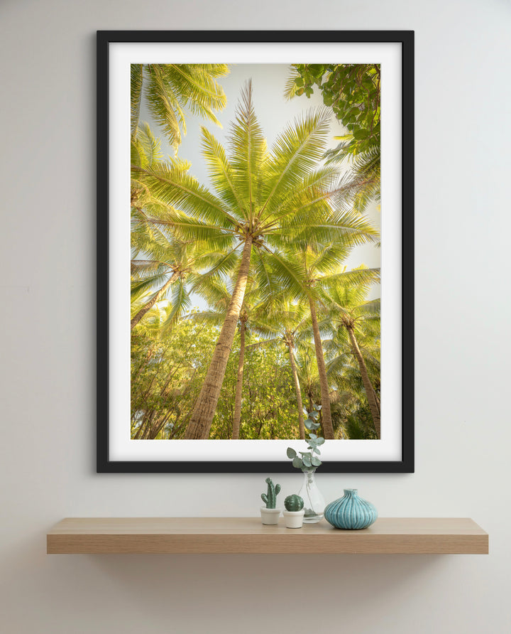 palms 4