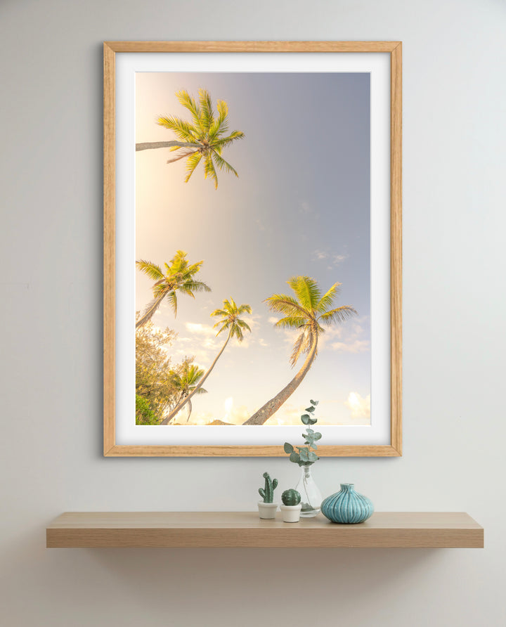 palms 5
