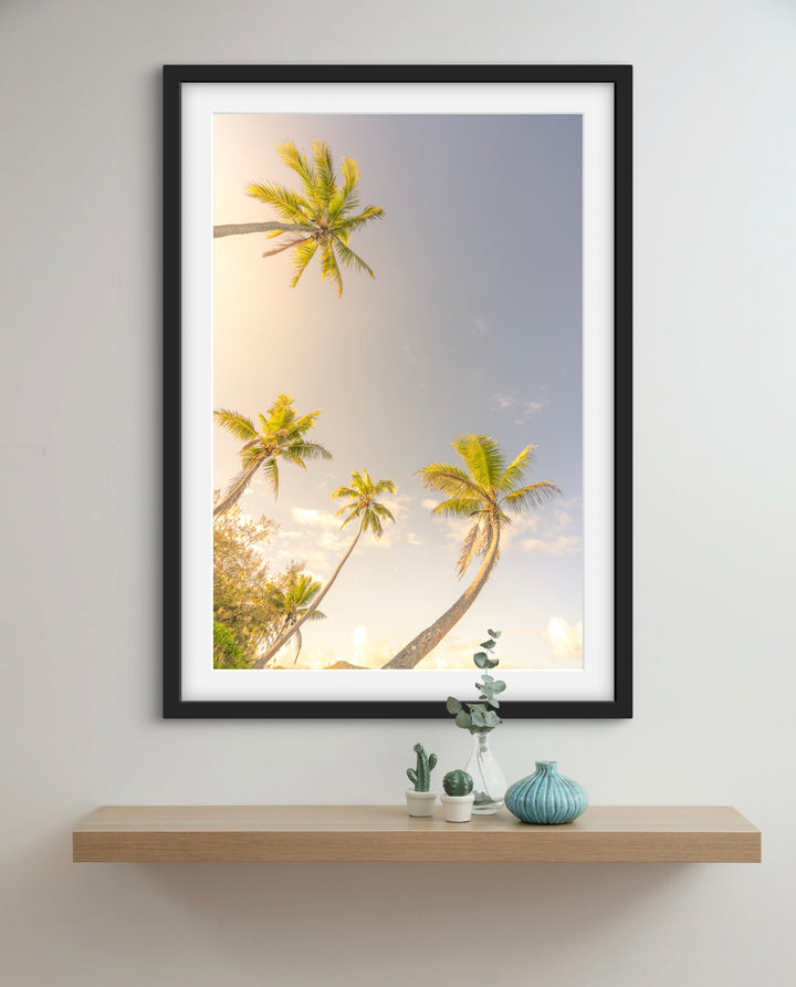 palms 5