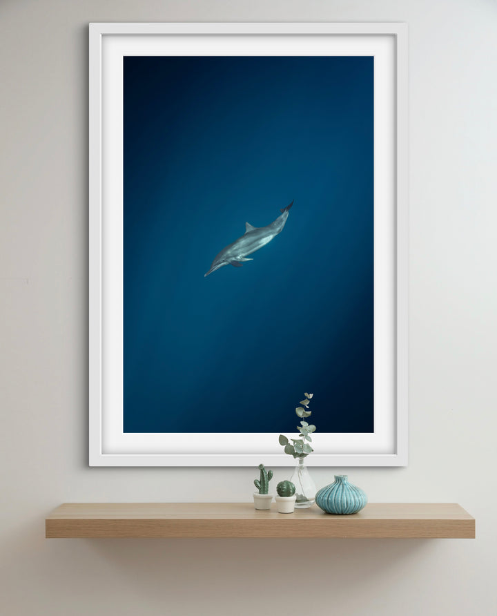 spinner dolphin 1