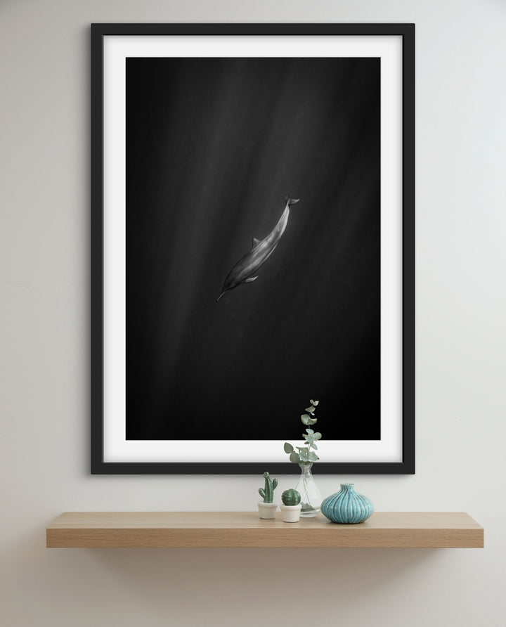 spinner dolphin 2