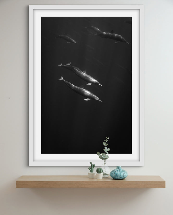 spinner dolphin 4