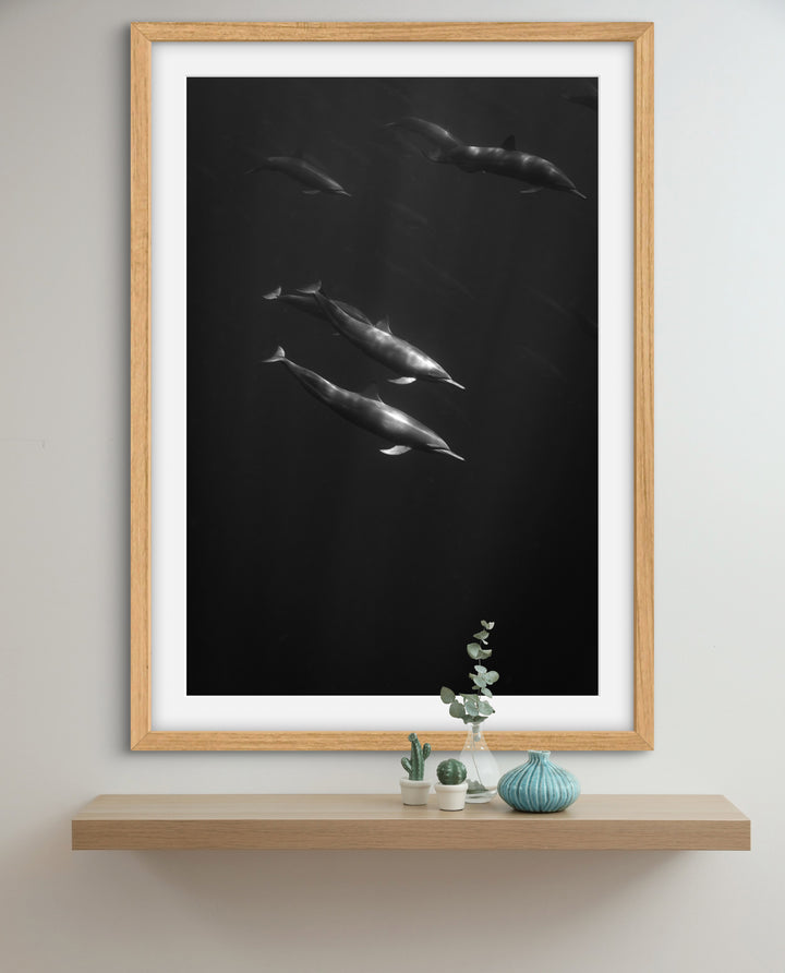 spinner dolphin 4