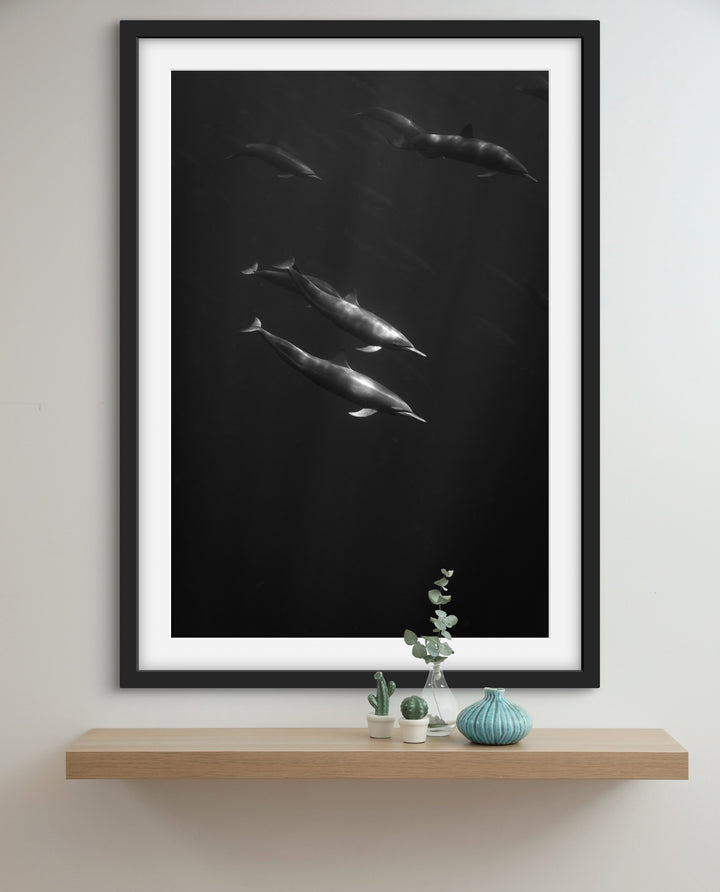spinner dolphin 4