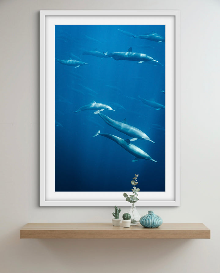 spinner dolphin 3