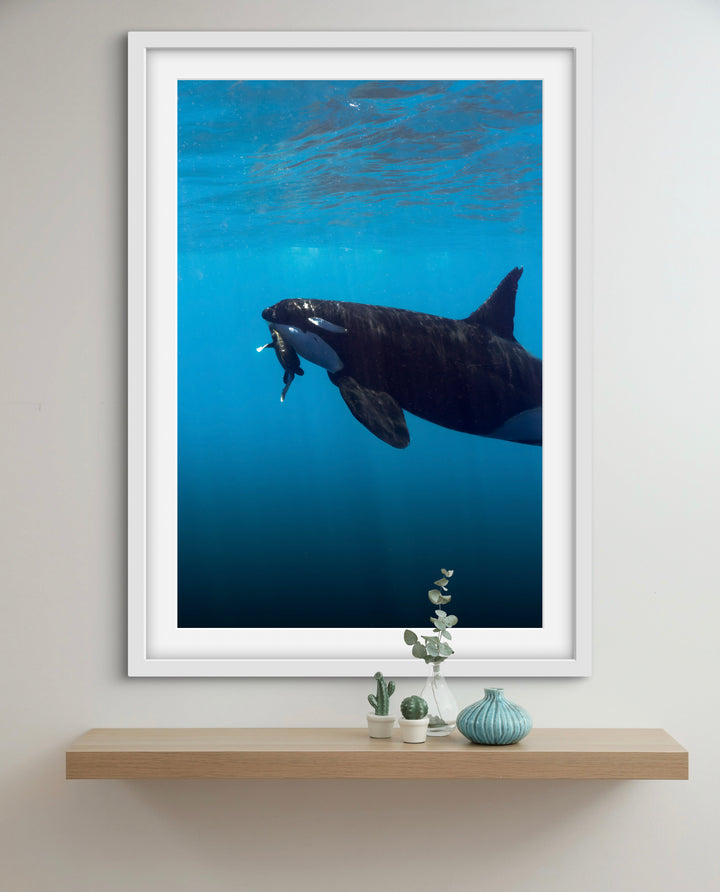 orca 7