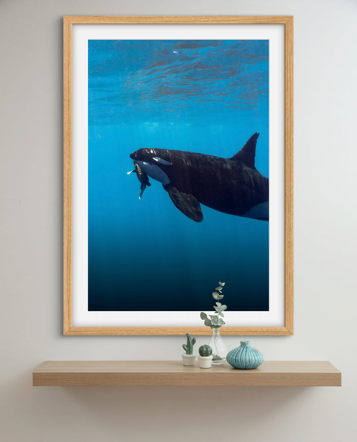 orca 7