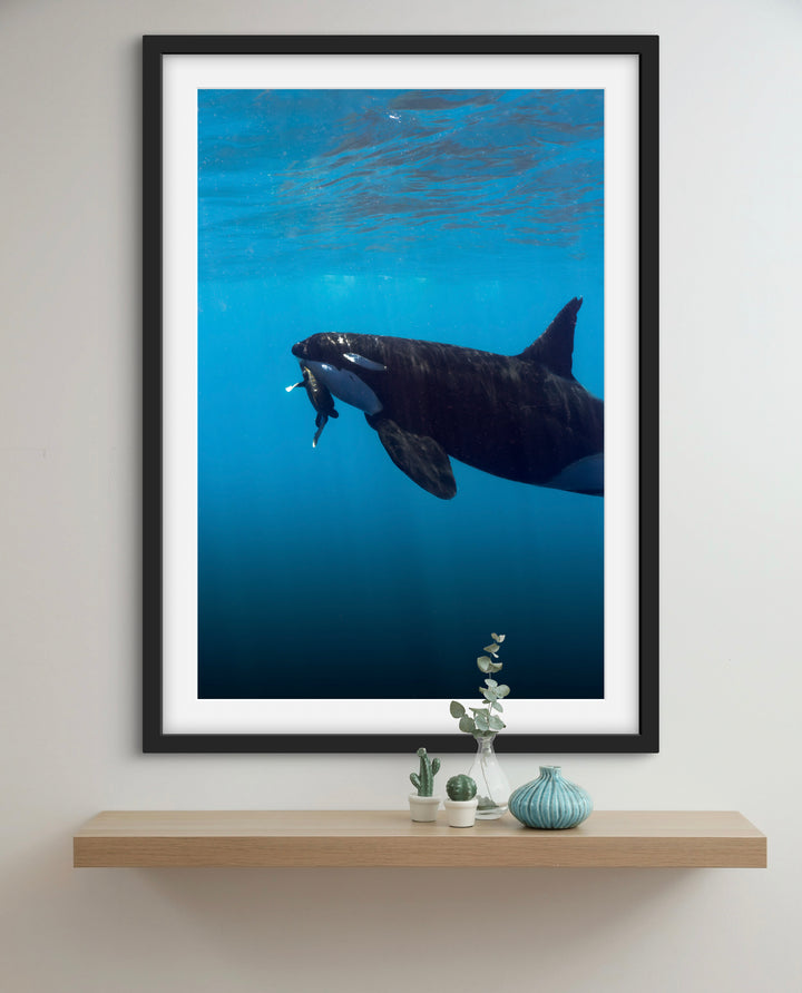 orca 7
