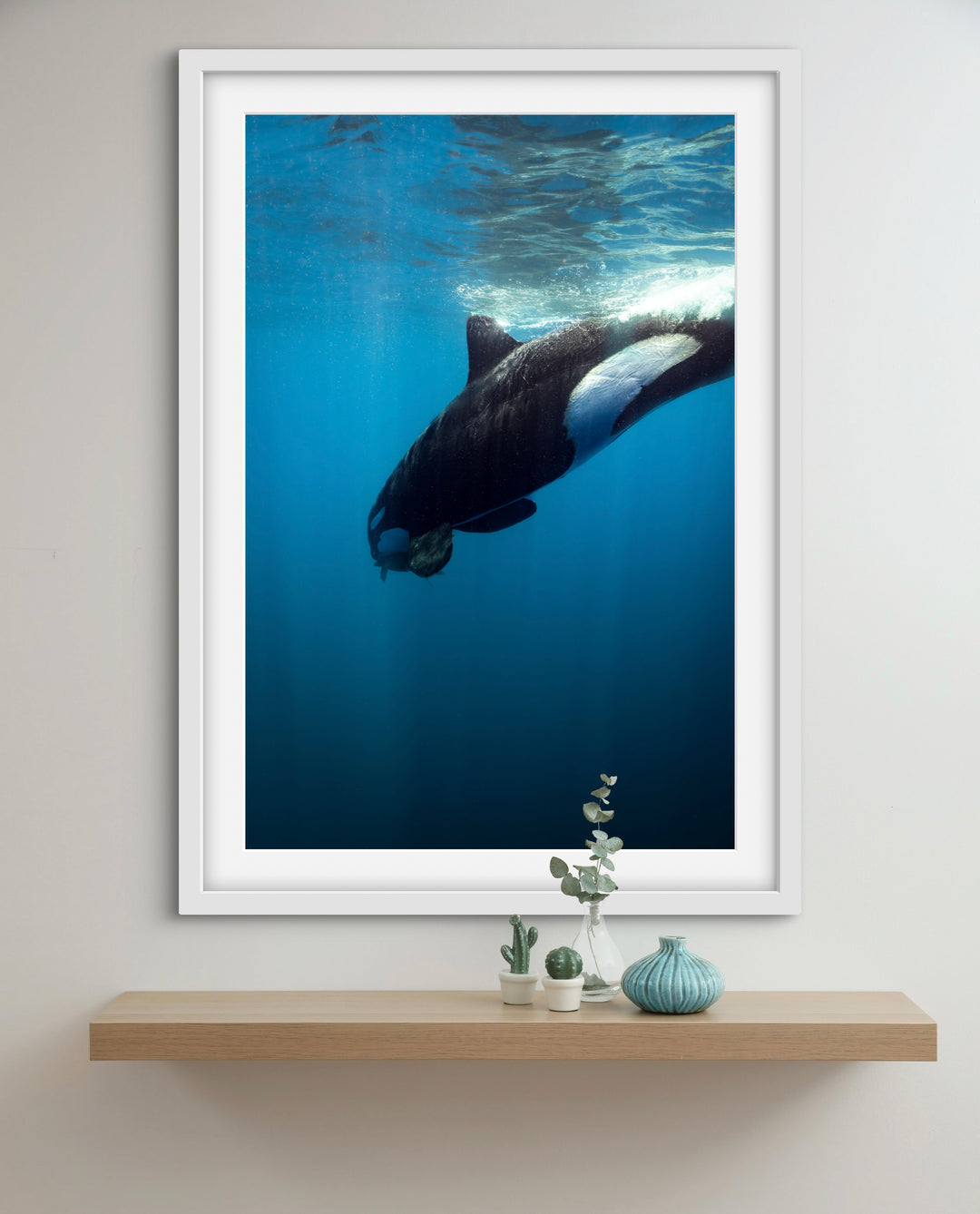 orca 6