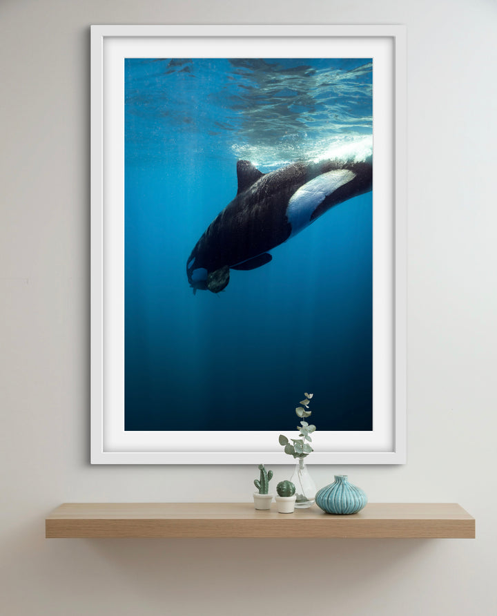 orca 6