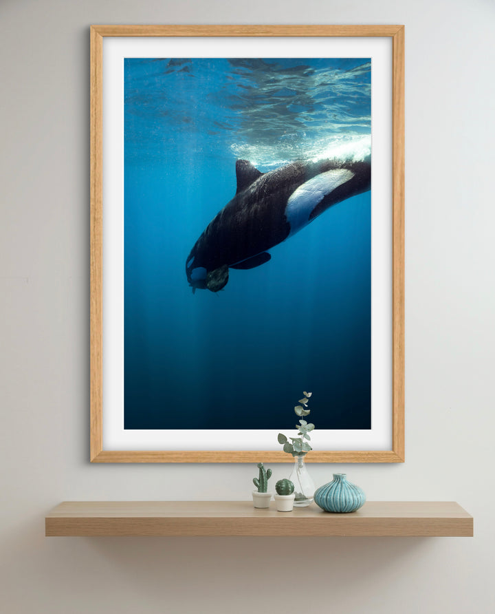 orca 6