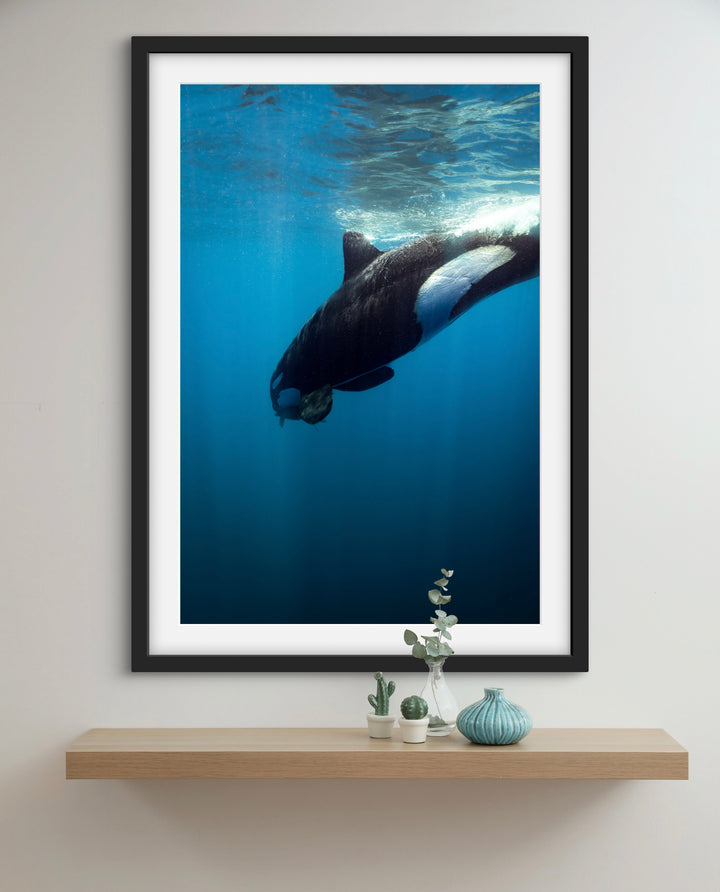 orca 6