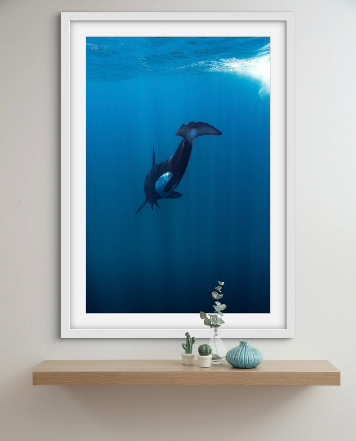 orca 5