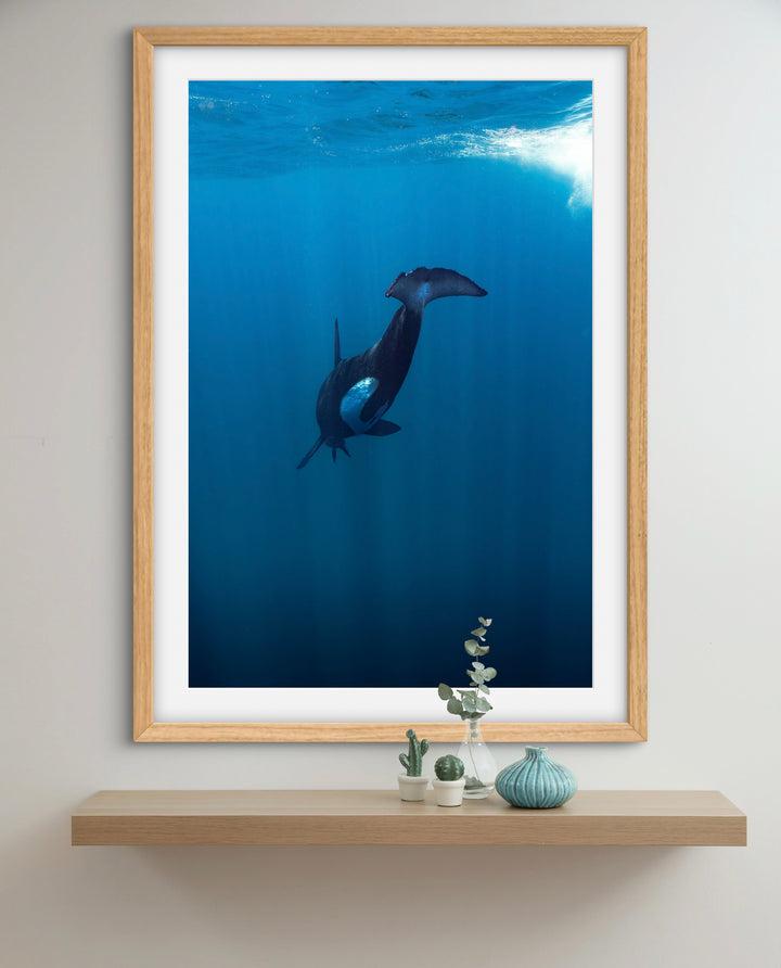 orca 5
