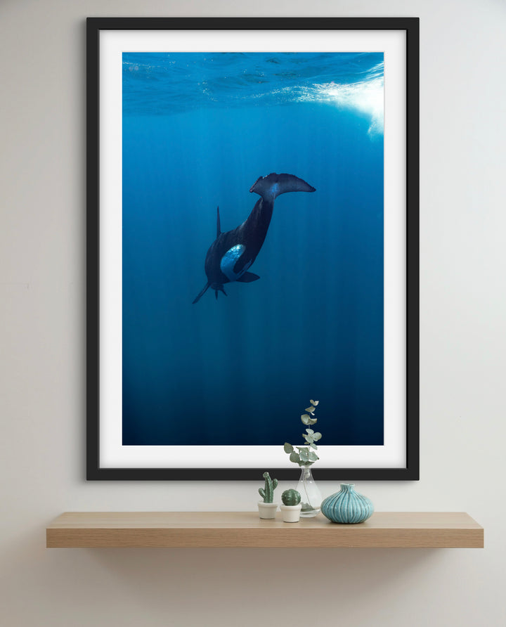 orca 5